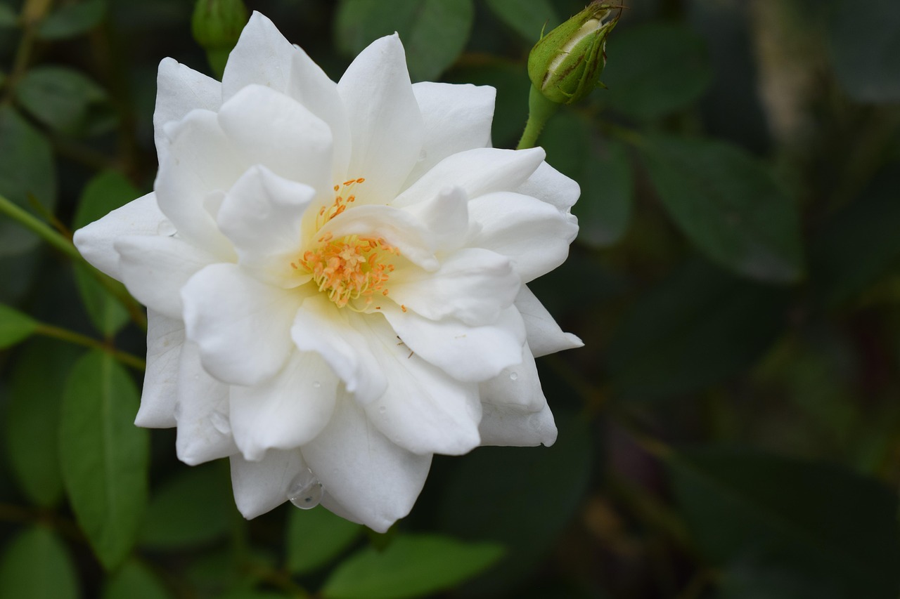 Rose Fleur Blanche Photo gratuite sur Pixabay Pixabay