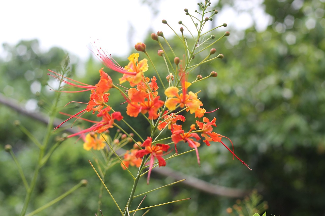 Fuego Tree Árbol De Fuego Bloom El - Foto gratis en Pixabay - Pixabay