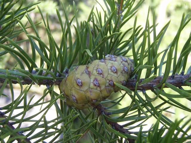 Árbol, Naturaleza, Cono, Pino, Verde