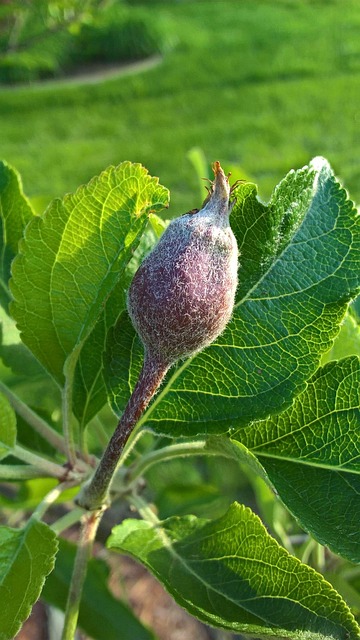 20+ Free Apple Sprouting & Sprout Images - Pixabay