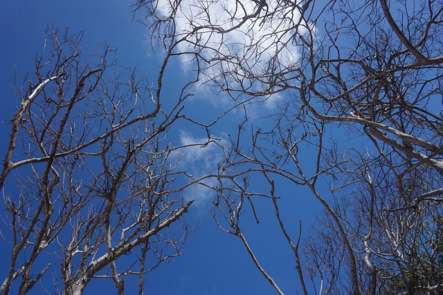 Free Tree Tropical photo and picture