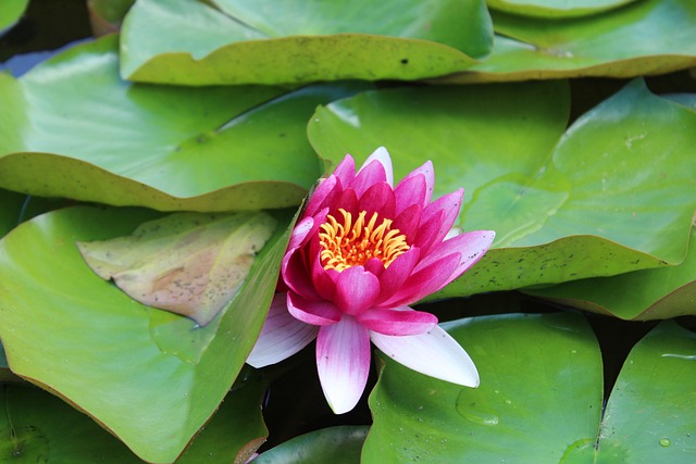 Seerose, Blumentapete, See, Teich, Natur