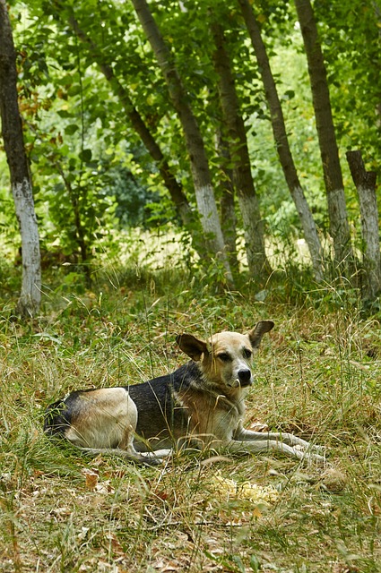 Dog Abandoned - Free photo on Pixabay - Pixabay