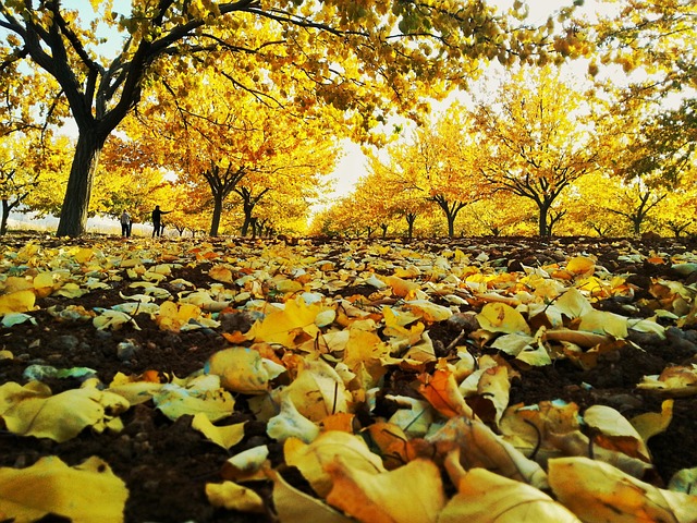 Free Autumn Leaves photo and picture