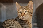 cat, animal shelter, animal welfare