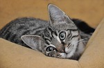 cat baby, cat, young cat