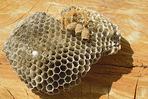 Free Wasp Nest Empty photo and picture