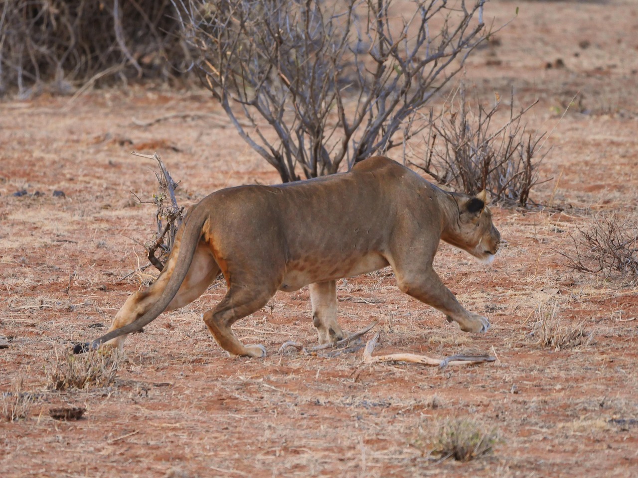 Lion vs Jaguar clash in a battle to the death