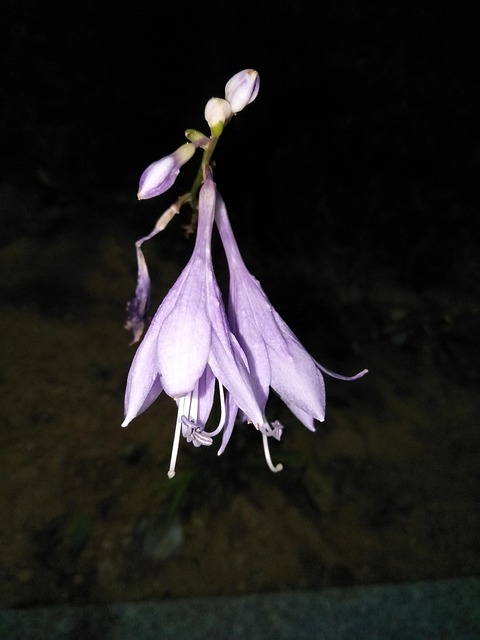 Free Night Flower Background photo and picture