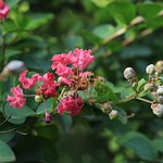 bee, flower, honey