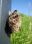 wasps, nest, alveoli