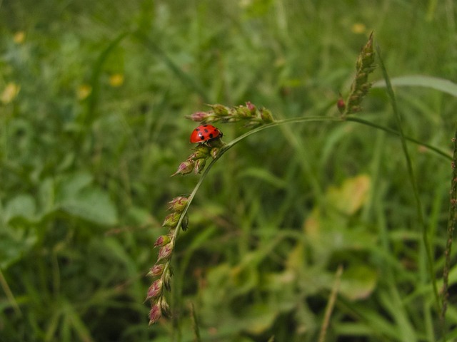 Free Ladybug Grass photo and picture