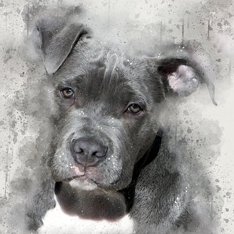 Free Pit Bull Dog photo and picture