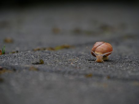 Free Snail Slow photo and picture