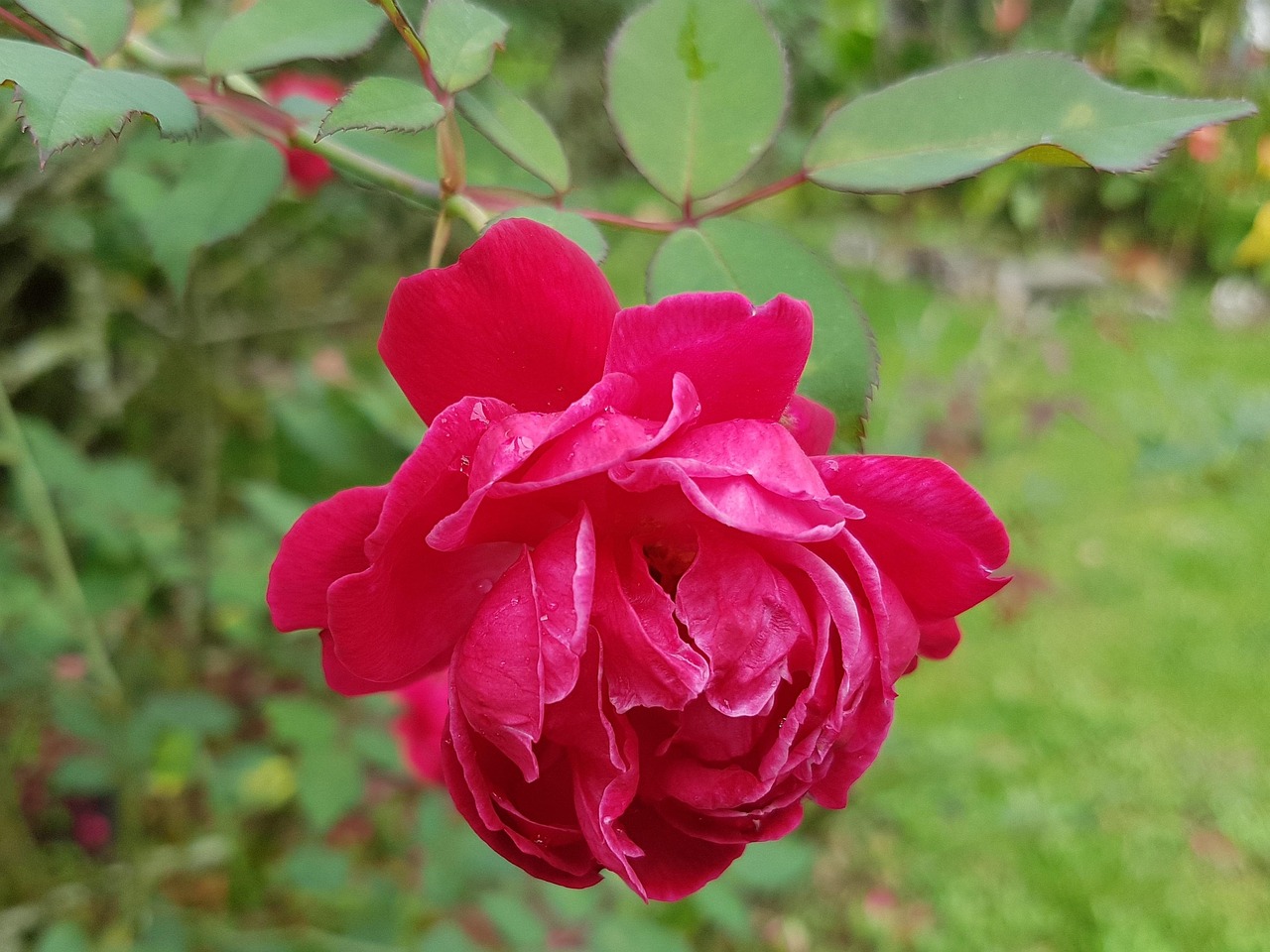 Flor Rja Flor Roja Jardín Rojo - Foto gratis en Pixabay - Pixabay