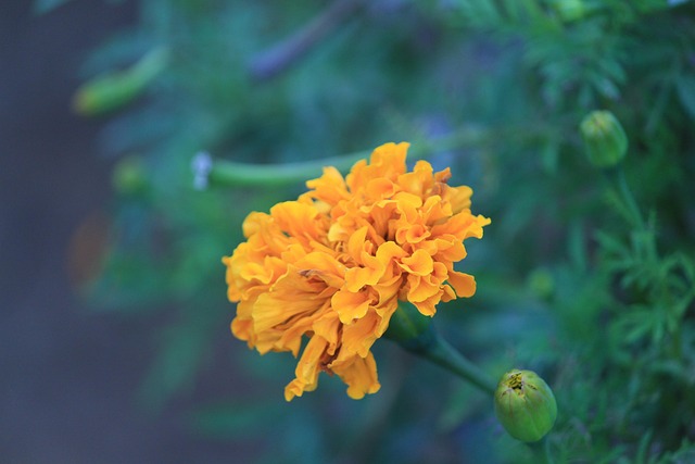 Free Flower Flower Background photo and picture