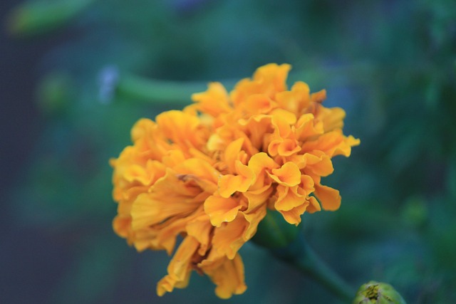 Free Flower Flower Background photo and picture