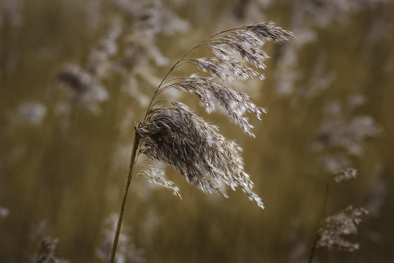 Grass Reed Water - Free photo on Pixabay - Pixabay