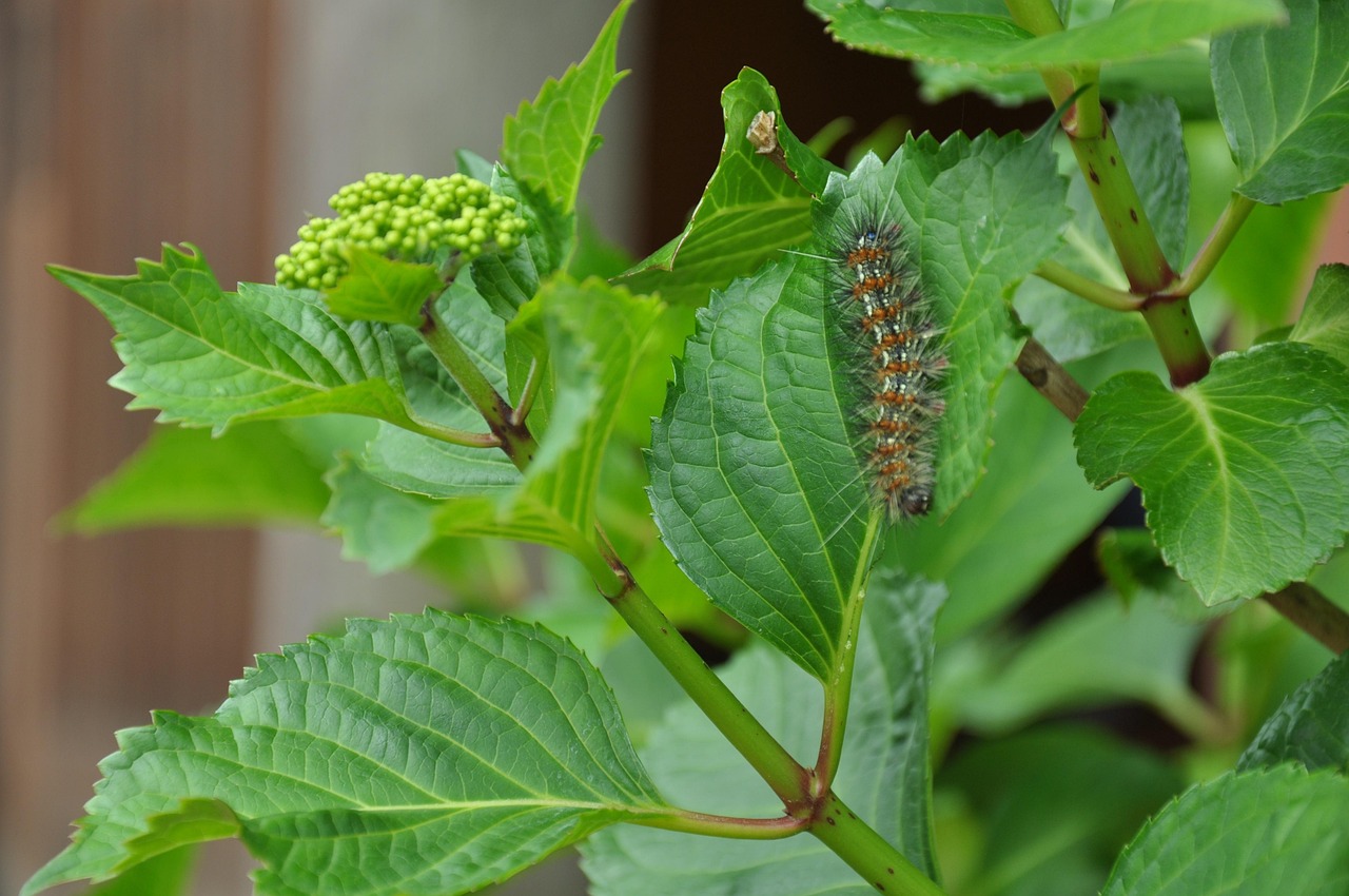 Worm Bug Leaves Free photo on Pixabay Pixabay