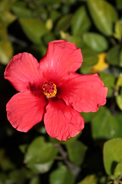Free Flower Nature photo and picture
