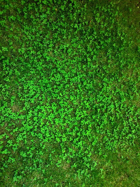Verde, Relva, Natureza, Primavera, Verão
