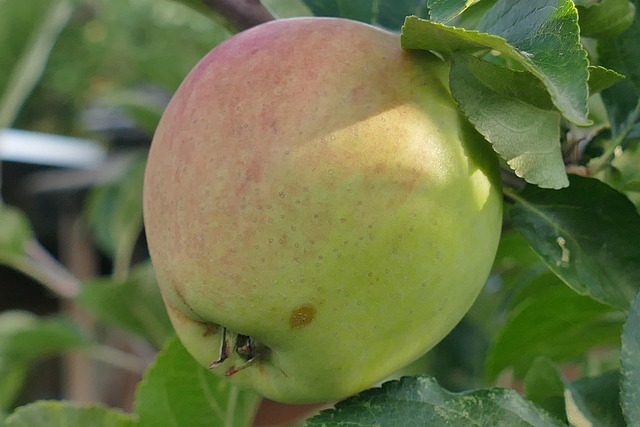 Apfel, Makro, Nahaufnahme, Rote Backen