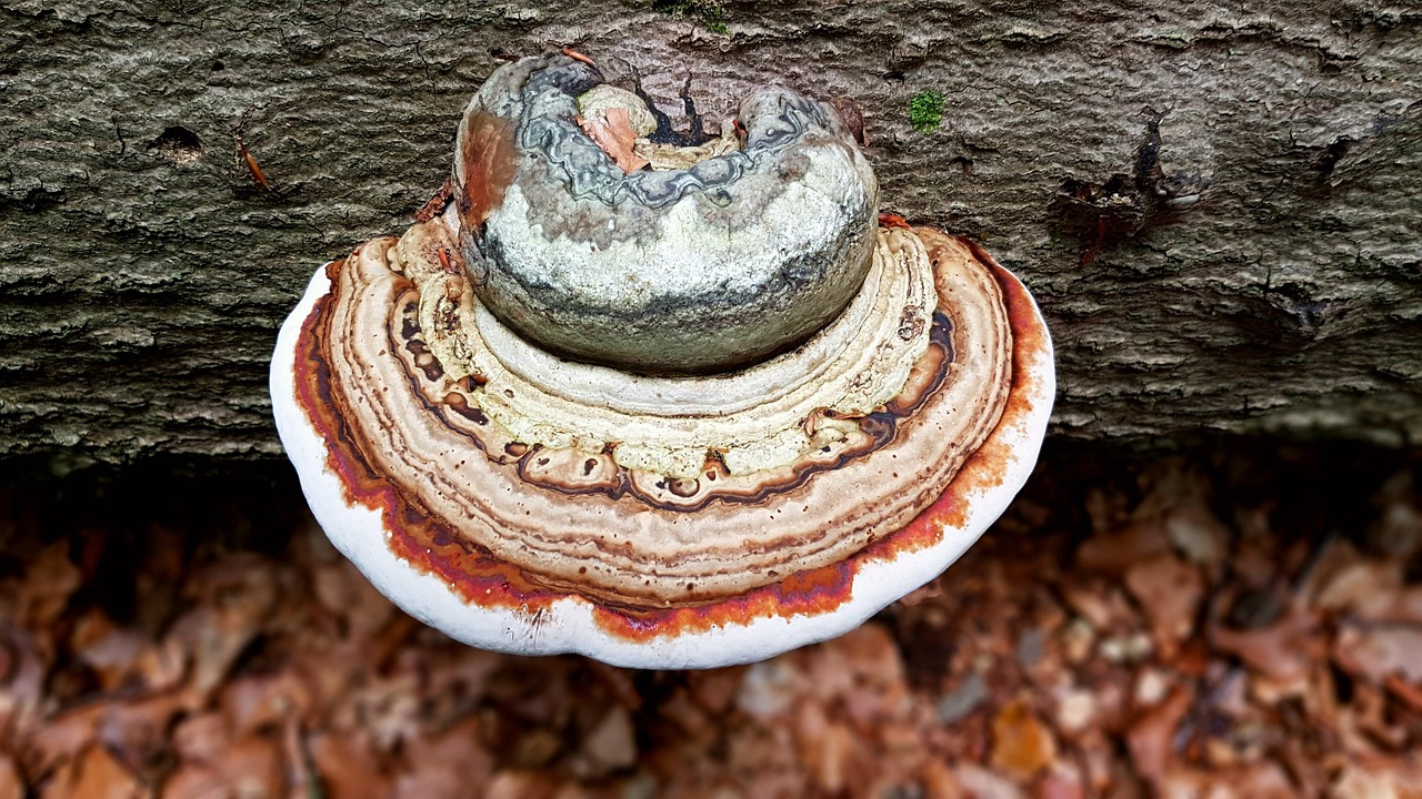 Mushroom - free online jigsaw puzzle photo