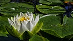 water lily, flower, flower water