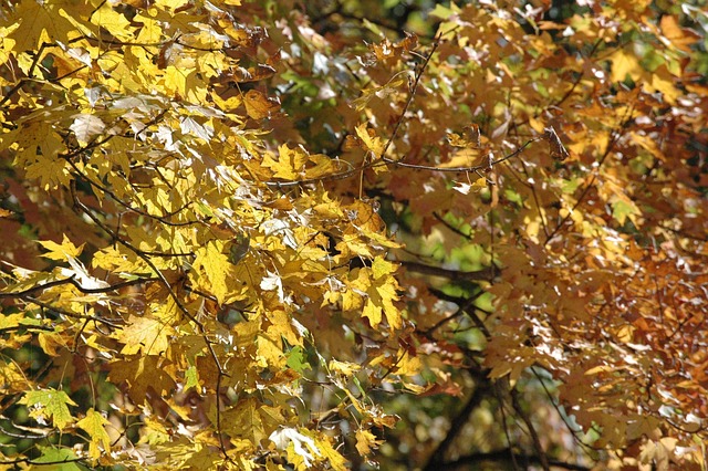 Free Fall Nature photo and picture