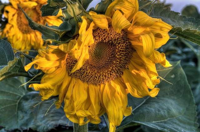 Free Yellow Sunflower photo and picture