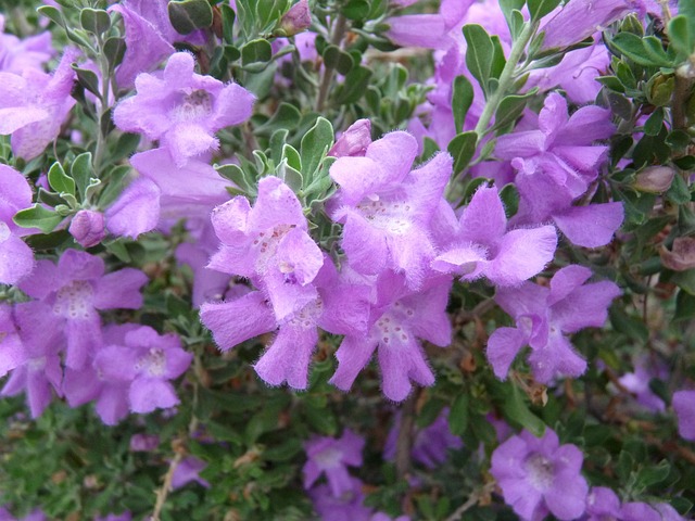 Free Purple Flower Background photo and picture