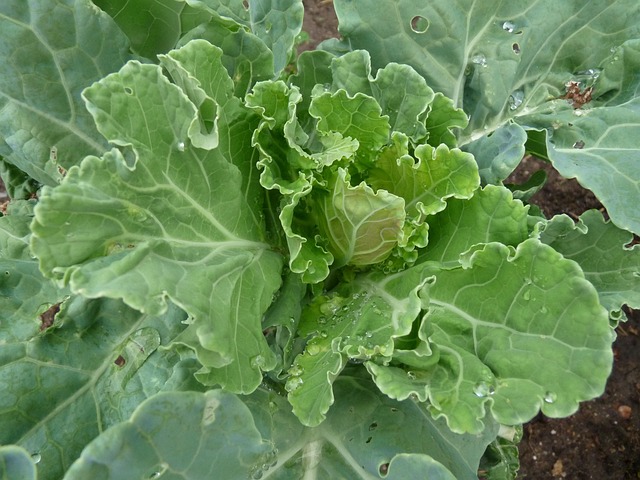 Free Green Growing photo and picture