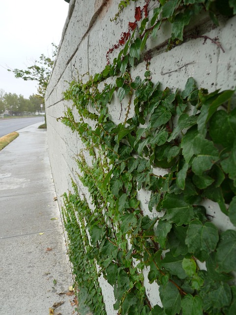 Free Ivy Nature photo and picture