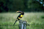 araçari, tucano, birds