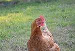 hen, laying hen, red crest