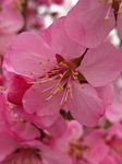 microfilm of, pink, flowers