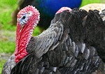 turkey, puter, species