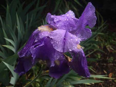 Blumen, Blumentapete, Natur, Garten