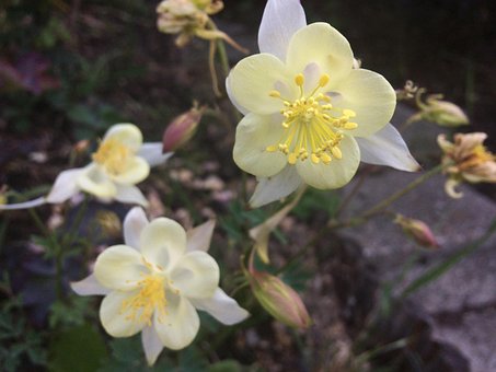 Blumen, Natur, Garten