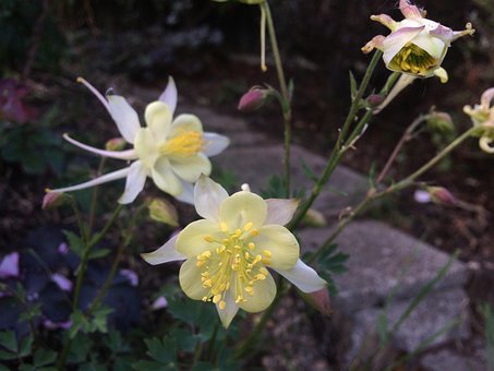 Blumen, Blumentapete, Natur