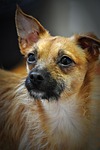 chihuahua, dog, animals