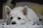 puppy, cute, laying down