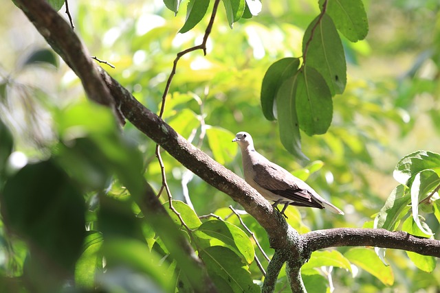 Free Bird Nature photo and picture