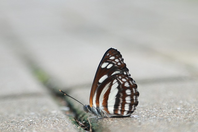 Free Butterfly Flying photo and picture