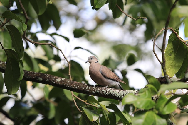 Free Pigeon Nature photo and picture