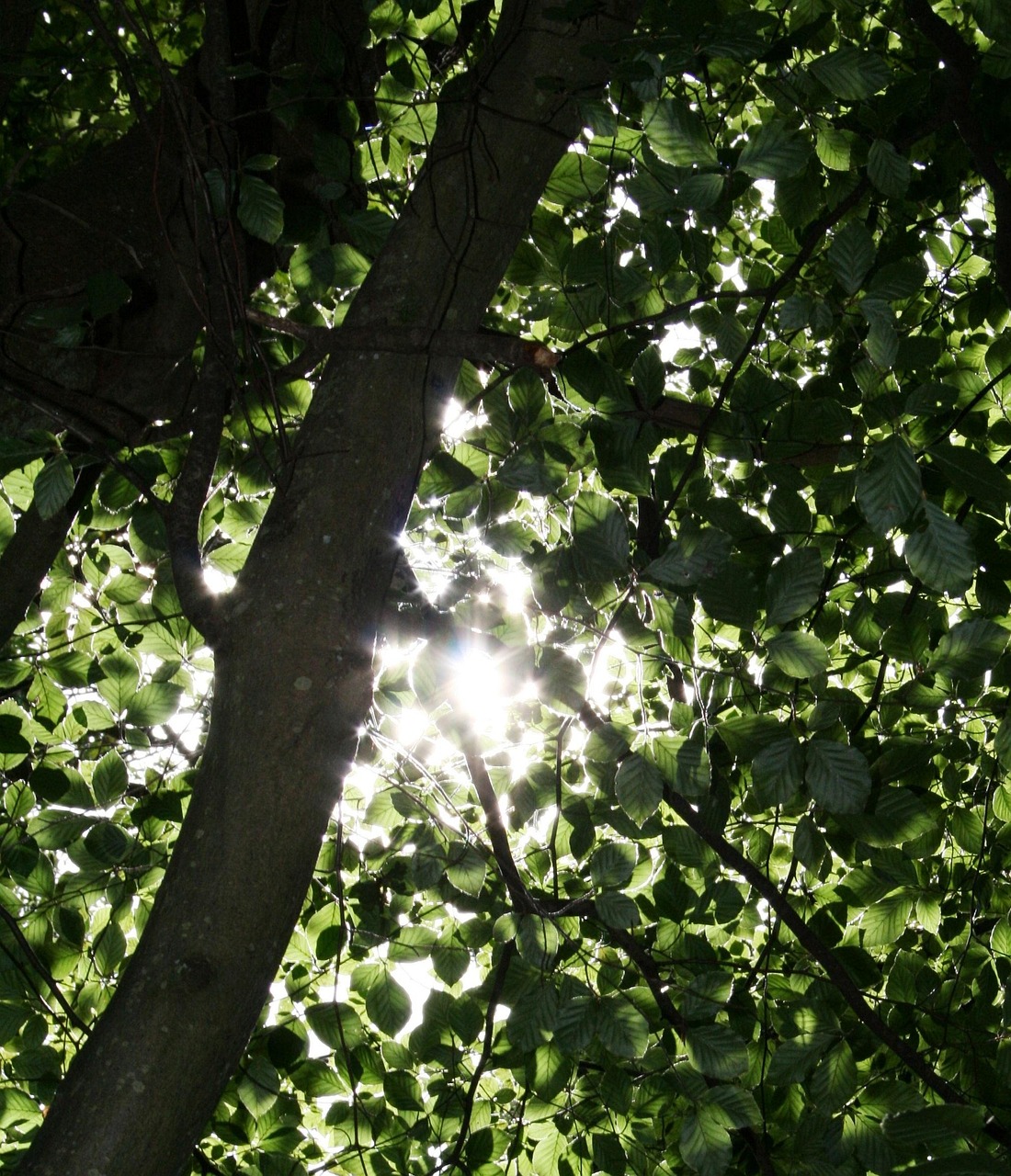 Tree Sunlight Sunlight Trees Dappled - Free photo on Pixabay - Pixabay