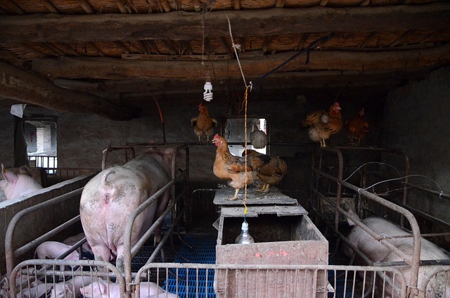 Free Pig Farms photo and picture