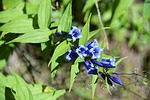 bellflower, forest, blossom