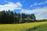 canola flower field, blue sky, white cloud