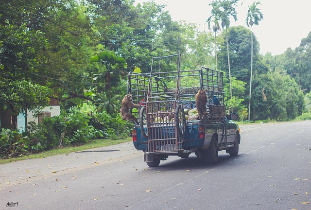Free Monkey Travel photo and picture